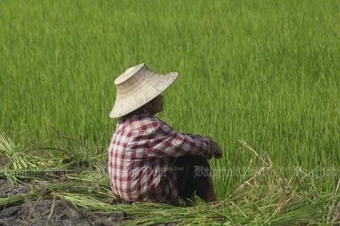 Thailand to spend over 1 bln USD on rice, oil palm price guarantees