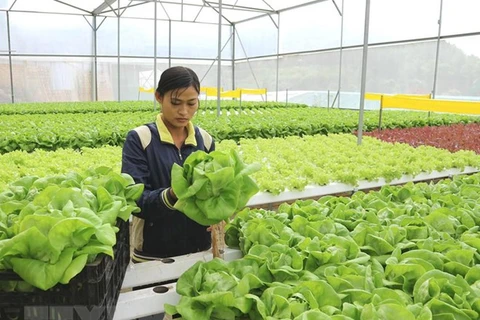 HCM City steps up cooperation with Australia in high-tech agriculture