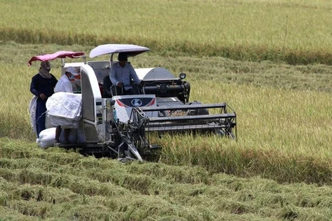 Mekong Delta summer- autumn rice output to go up slightly: authorities