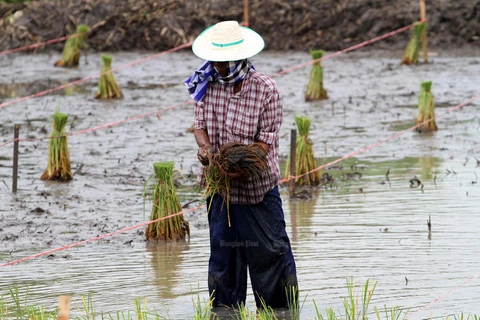 Thailand to announce economic stimulus packages for farmers