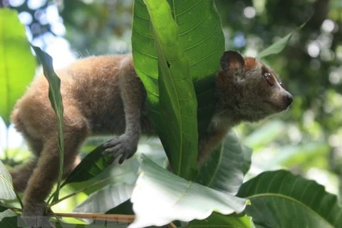 Project launched to boost ties in threatened species conservation