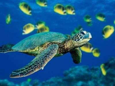 Programme to promote conservation of endangered sea turtles