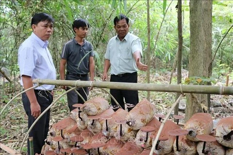 Genome of rare Linhzhi mushroom conserved