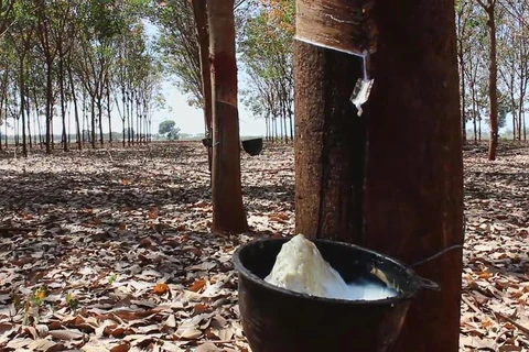 DTN: Thailand becomes world’s biggest rubber exporter