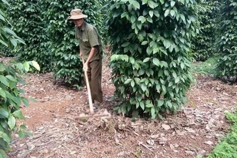 Ba Ria-Vung Tau targets sustainable pepper development 