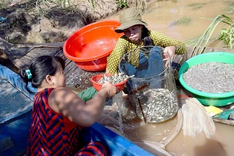 Dong Thap to flood rice fields for fertility