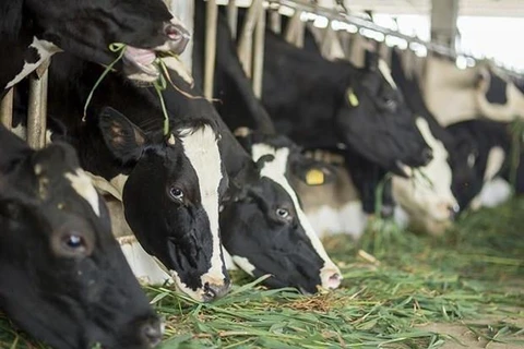 Forum talks Vietnam’s milk cow farming development 