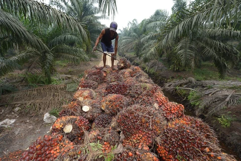 Indonesia halts export levy on crude palm oil amid global price drops