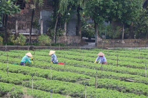 Tien Giang develops specialised vegetable-growing areas