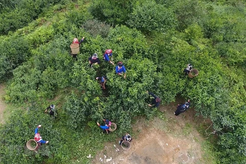 Efforts made to preserve ancient shan tuyet tea trees in Ha Giang