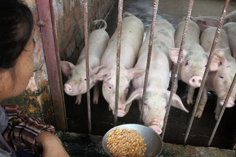 Philippines to impose strict fine on hog traders violating rule