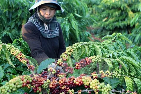 Coffee exports down in 9 months