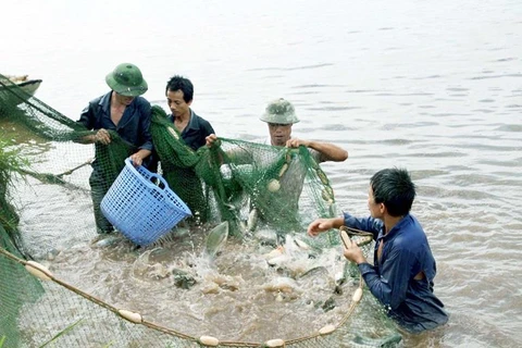 Vinh Phuc: aquaculture output up nearly 5 percent 