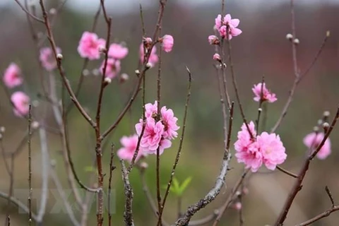 Lunar New Year holiday 2020 to last seven days