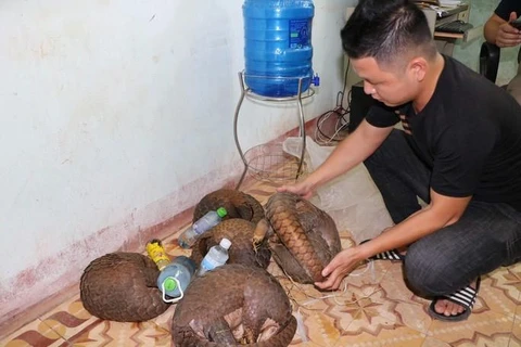 Quang Tri: Wildlife trafficker arrested, five pangolins rescued