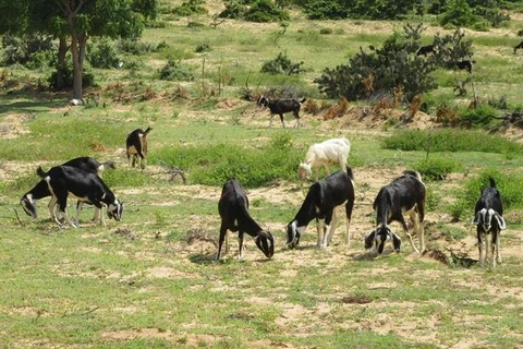 Ninh Thuan province finds goat farming lucrative to expand