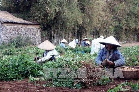 Tra Vinh expands organic peanut farms