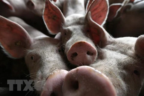 Philippines intensifies control over African swine fever