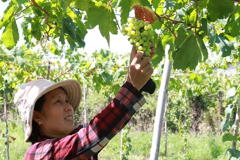 Ninh Thuan farmers grow more foreign grape varieties
