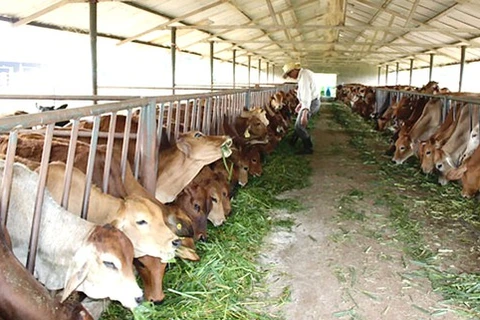 Husbandry industry drives to industrialisation