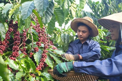 MoIT seeks ways to boost coffee exports
