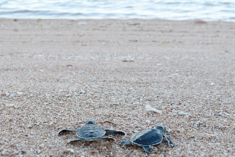 Over 1,500 baby turtles released at Nui Chua National Park
