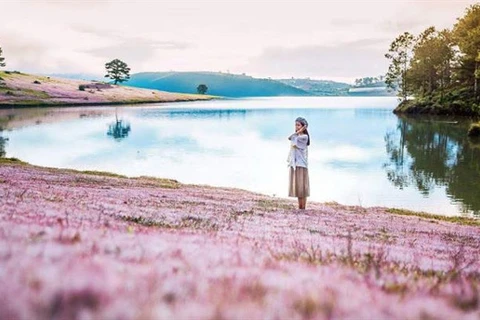 Pink grass festival to be celebrated in Lam Dong