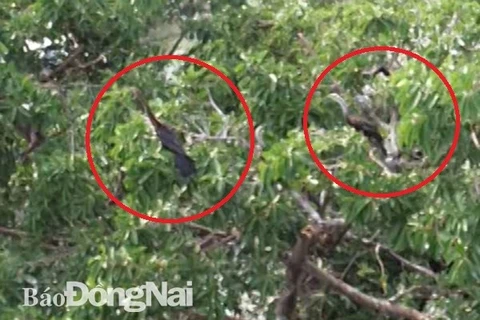 About 500 snakebirds discovered in Dong Nai province 