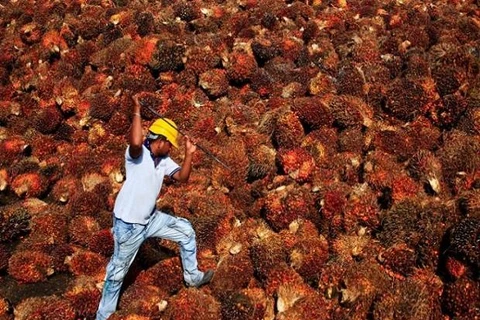 India resumes palm oil imports from Malaysia