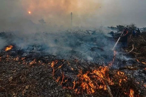Firms asked to compensate 22.5 billion USD for Indonesia’s forest fires