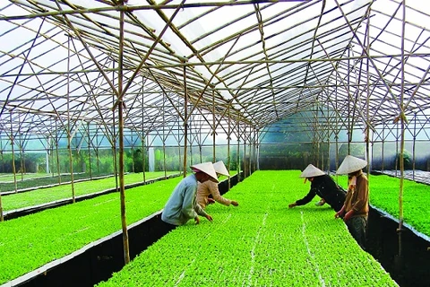 Festival featuring Hanoi’s agricultural products, craft villages to open