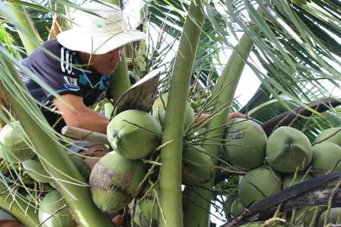 Over 200,000 visitors flock to Ben Tre coconut festival