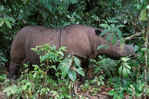 Sumatran rhino extinct in Malaysia