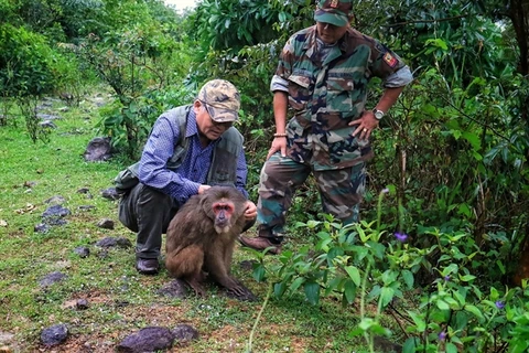 Captive monkey released into the wild