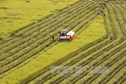 Agricultural sector gains trade surplus of 8.8 bln USD in 11 months