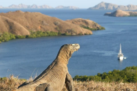 Indonesia targets 50,000 foreign tourists to Komodo island a year