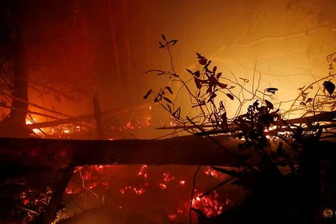 Indonesia: Forest fires burn 1.6 million hectares of land