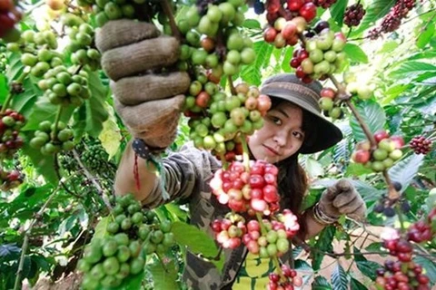 Third Vietnam Coffee Day to begin this weekend