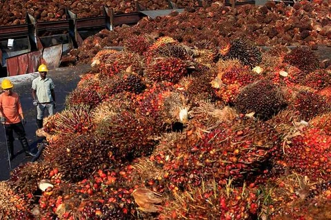 Malaysia's palm oil prices unlikely to drop next year