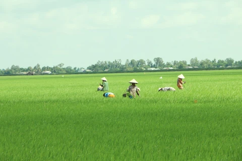 Mekong Delta may face more serious saline intrusion this dry season