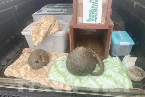 Nghe An police arrest two men illegally transporting pangolins