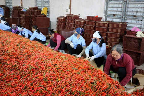 Stronger links between firms, farmers bolster agriculture in Bac Ninh