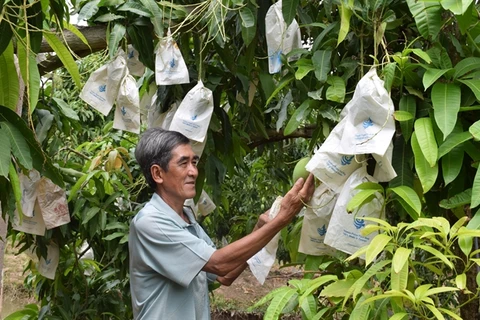 Dong Thap province to expand area under mango