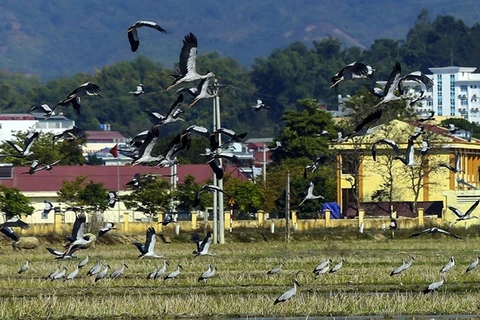 Rare storks appear in northern Dien Bien province