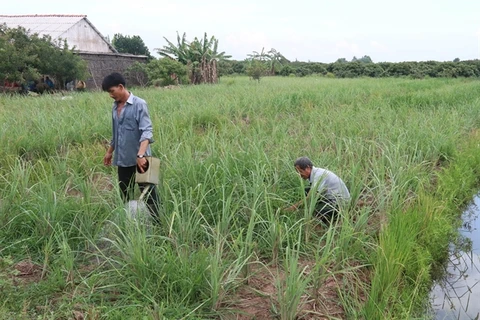 Lemongrass price rise benefits farmers in Mekong Delta district