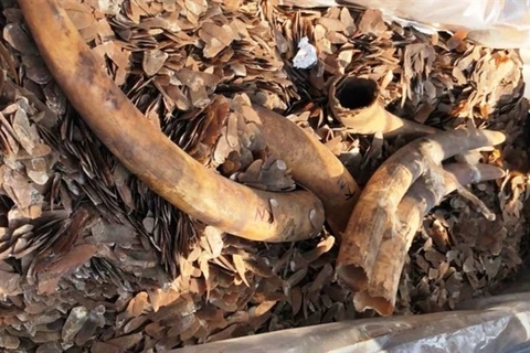 Over two tonnes of ivory and pangolin scales seized