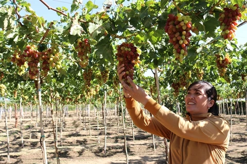 Ninh Thuan targets sustainable grape production