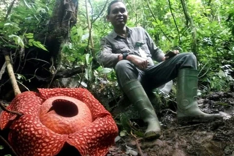 World’s largest flower spotted in Indonesia