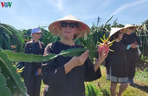 Binh Thuan launches tours to local dragon fruit gardens