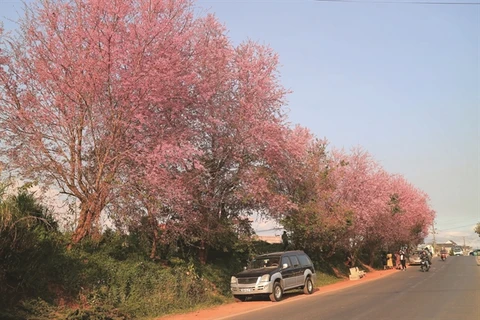 Cherry blossoms warm up Da Lat’s winter